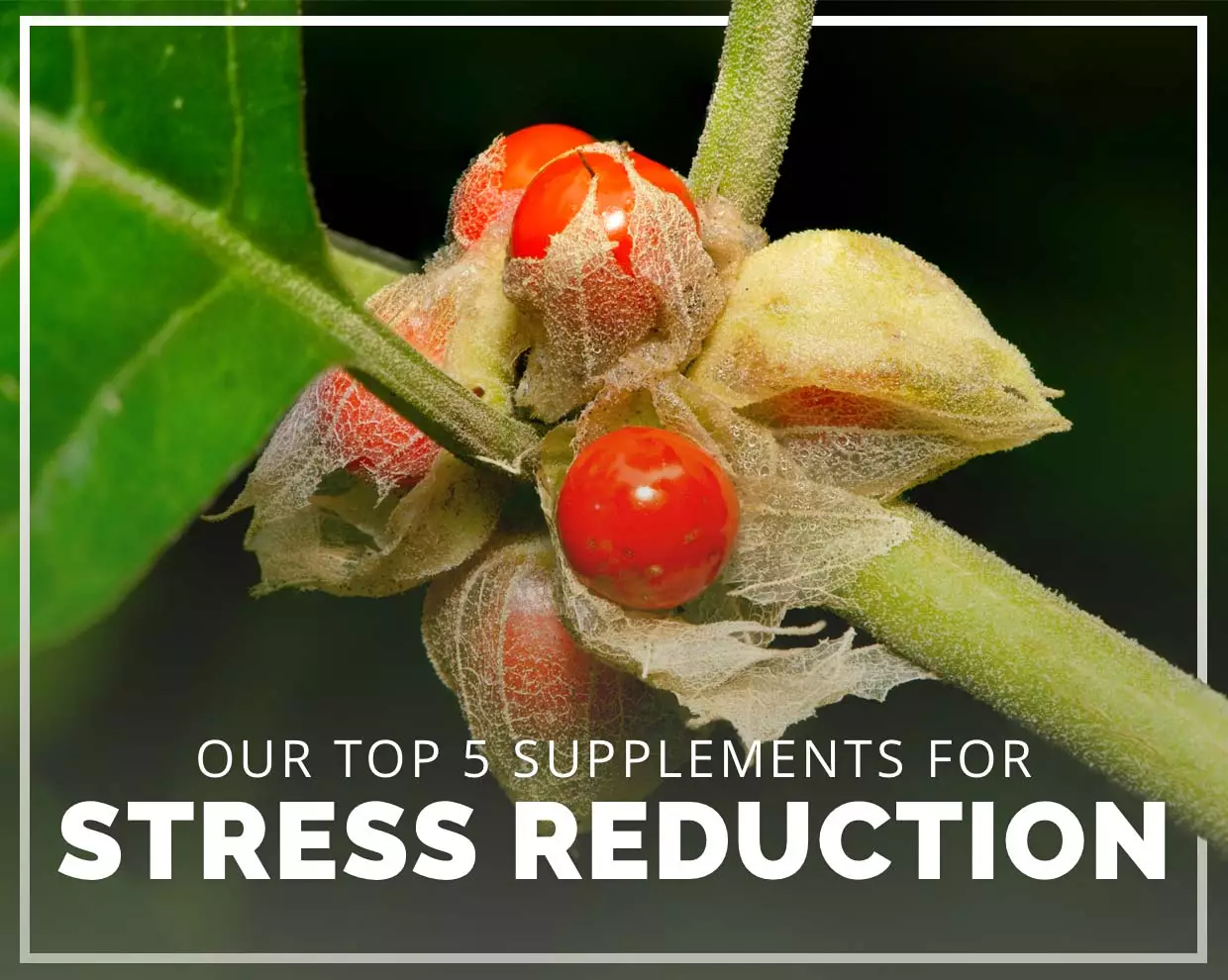 The top 5 supplements that may help to reduce stress